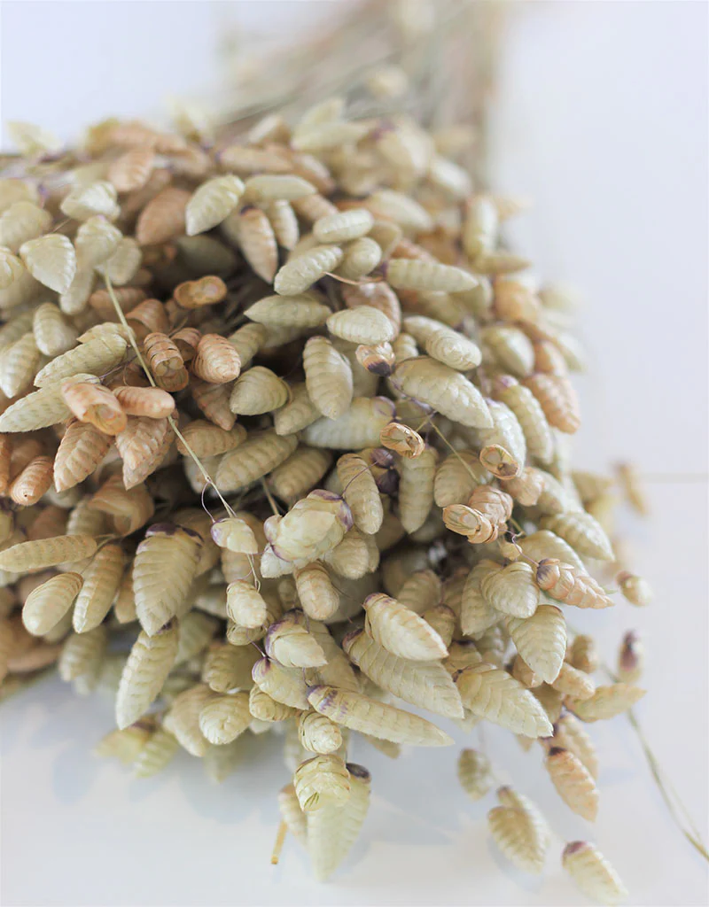 Dried Briza Maxima - Natural Bunch, 50 cm - Image 3