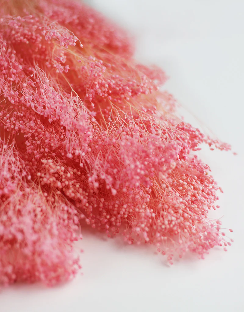 Dried Broom Bloom - Baby Pink Bunch, 55 cm - Image 3