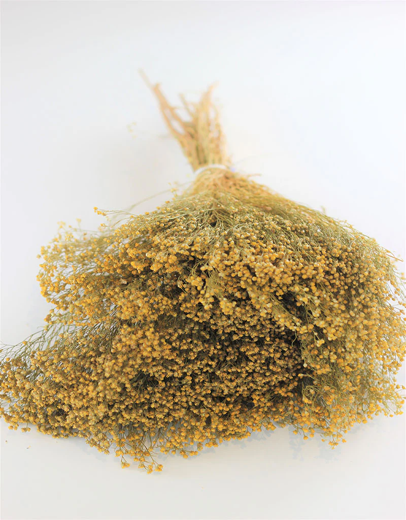 Dried Broom Bloom Flowers - Natural Bunch, 150 grams, 50 cm - Image 3