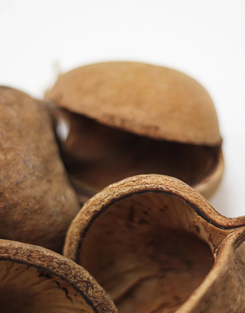 Dried Buddah Nuts XL - Natural, x4 - Image 3