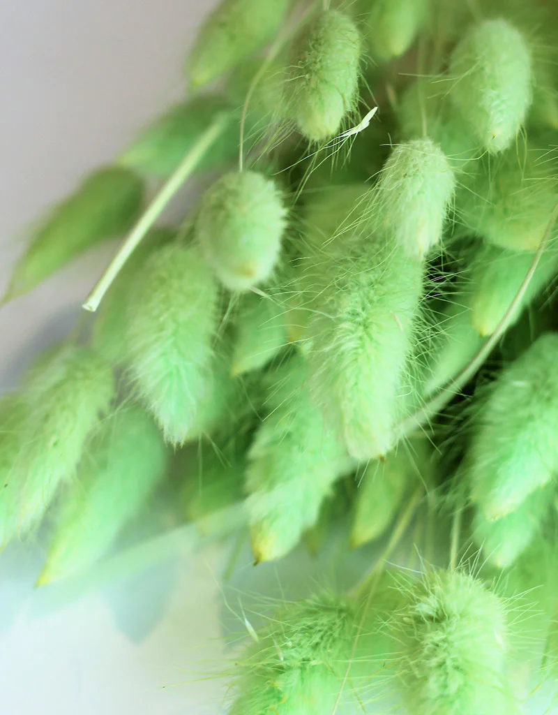Dried Bunny Tail Lagurus Grass - 100 Grams Apple Green Flowers Bunch, 60 cm - Image 2