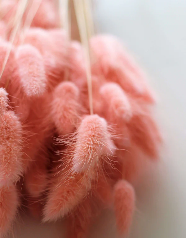 Dried Bunny Tail Lagurus Grass - Baby Pink Flowers Bunch, 100 Grams, 70 cm - Image 3