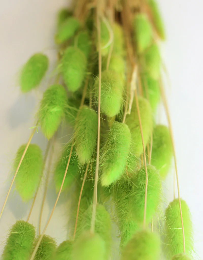 Dried Bunny Tail Lagurus Grass - Lime Bunch Flowers Bunch, 50 Grams, 60 cm - Image 2