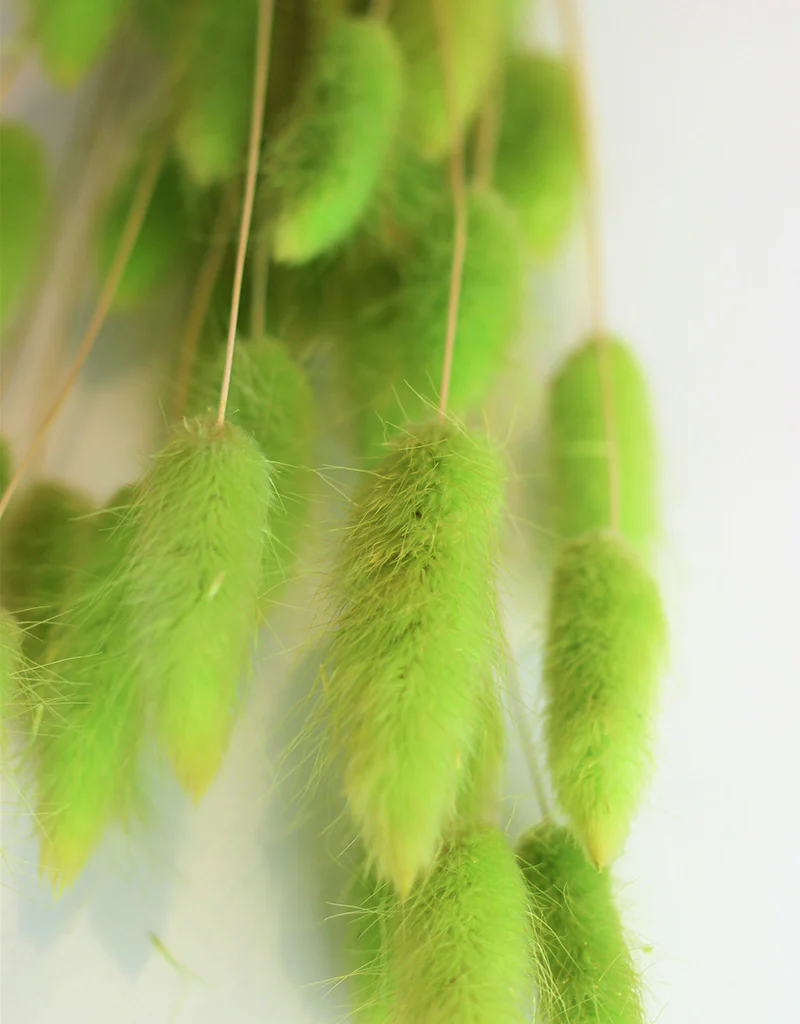 Dried Bunny Tail Lagurus Grass - Lime Bunch Flowers Bunch, 50 Grams, 60 cm - Image 3