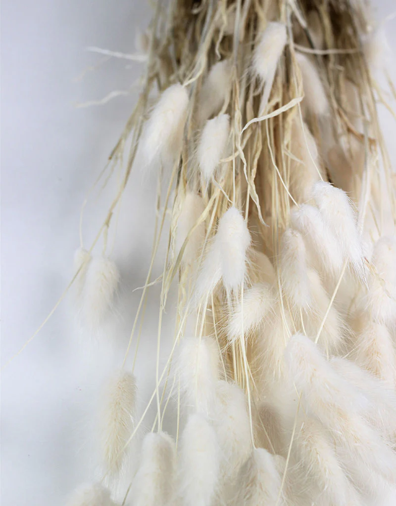 Dried Bunny Tails Lagurus Grass Stems - Bleached Flowers Bunch, 100 Grams, 80 cm - Image 4