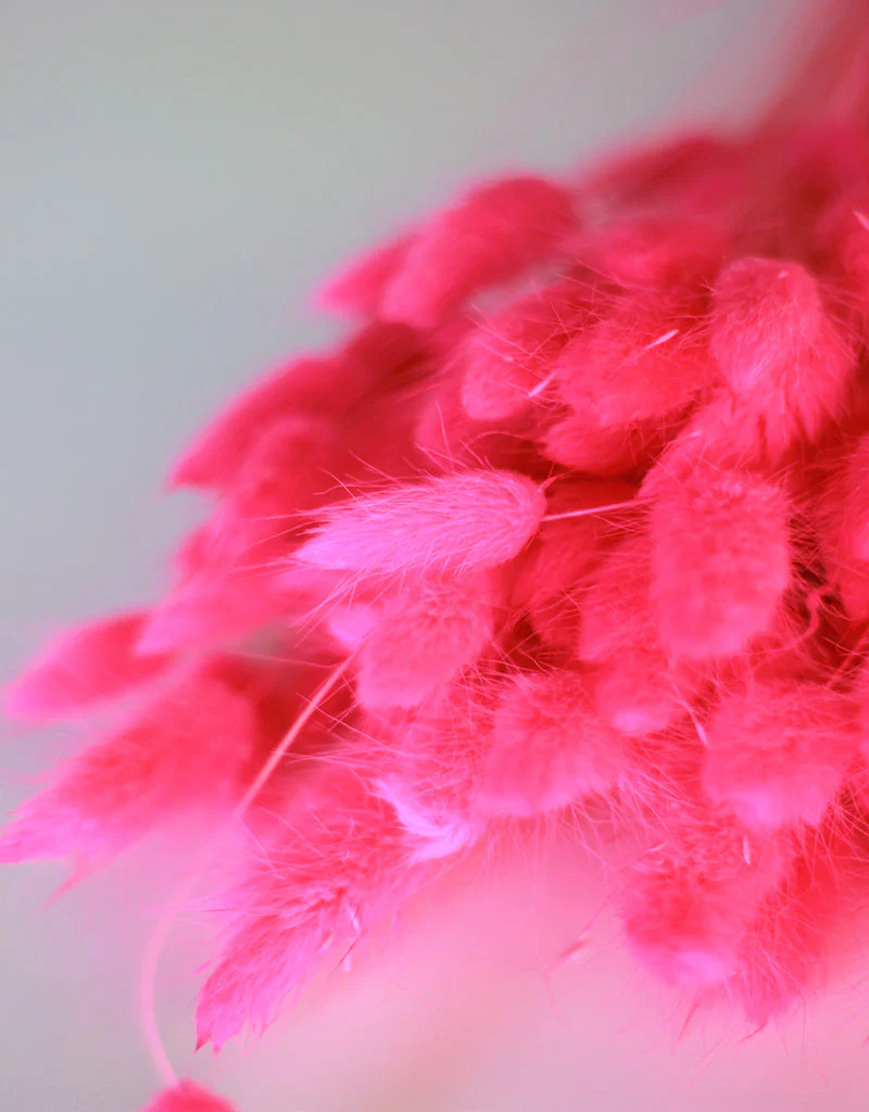 Dried Bunny Tail Lagurus Grass - Cerise Pink Flowers Bunch, 100 Grams, 60 cm - Image 3