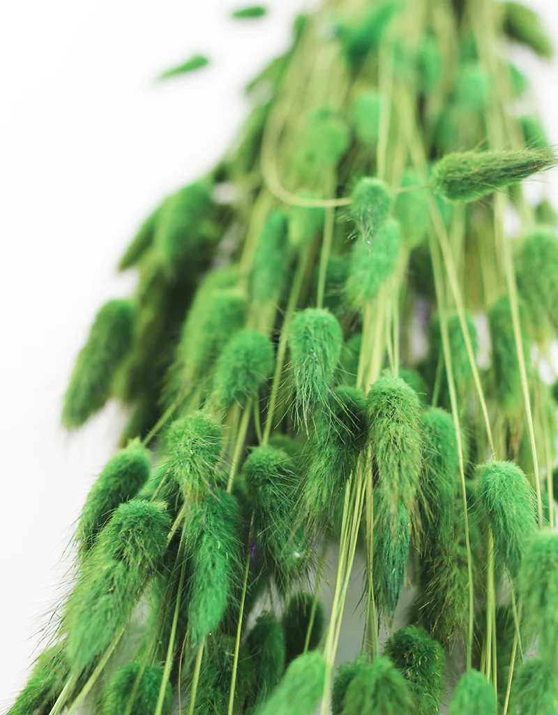 Dried Bunny Tails Lagurus Grass - Forest Green Flowers bunch, 100 Grams, 65 cm - Image 3