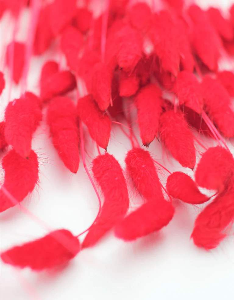 Dried Bunny Tails Lagurus Grass - Red Flowers bunch, 100 Grams, 65 cm - Image 2