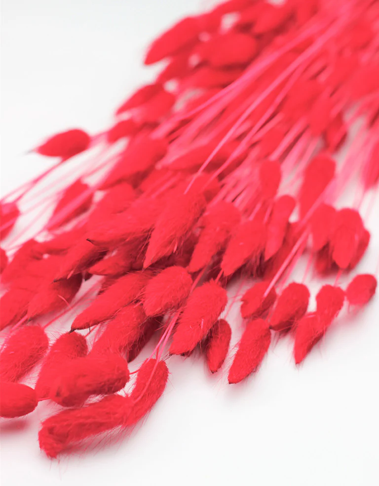 Dried Bunny Tails Lagurus Grass - Red Flowers bunch, 100 Grams, 65 cm - Image 3