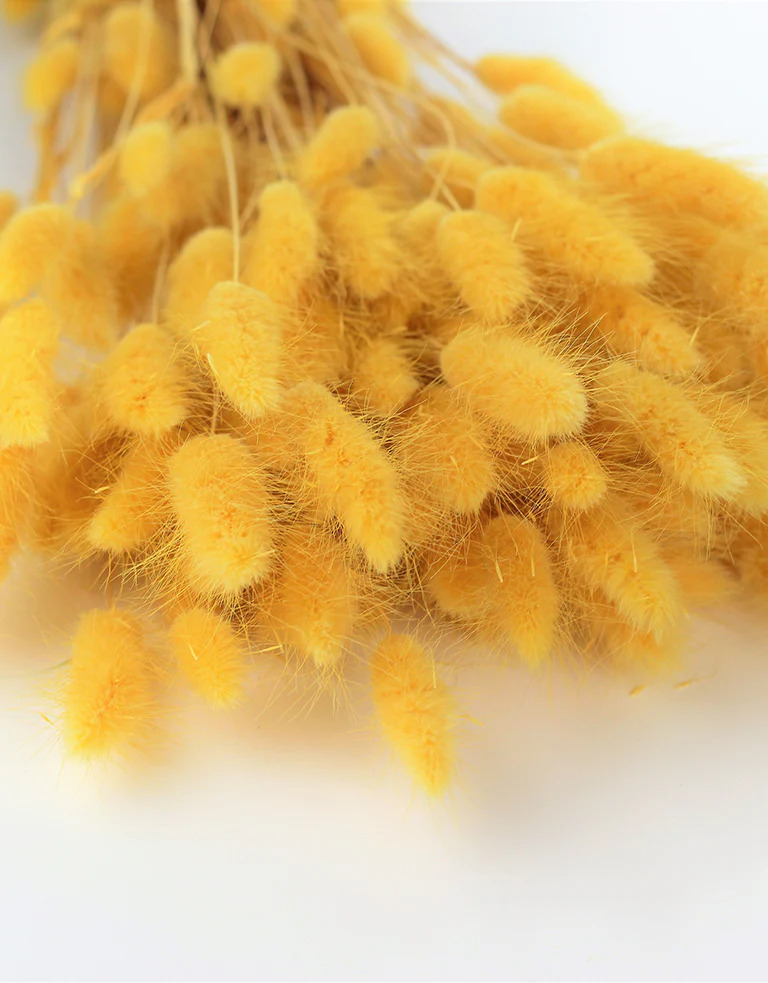 Dried Bunny Tails Lagurus Grass - Yellow Flowers bunch, 100 Grams, 65 cm - Image 3