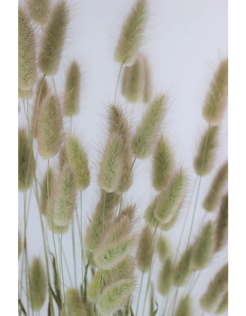 Dried Bunny Tails Lagurus Grass - Natural Flowers Bunch, 100 Grams, 70 cm - Image 2