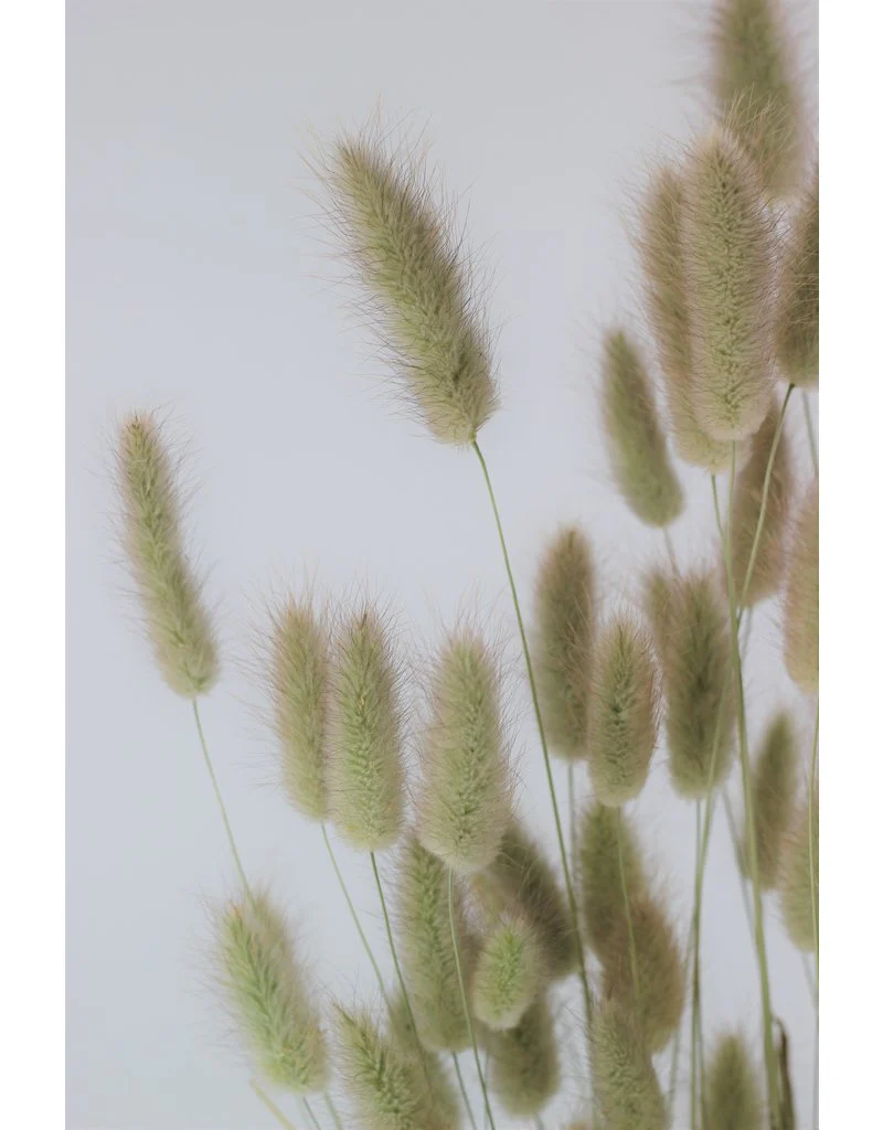 Dried Bunny Tails Lagurus Grass - Natural Flowers Bunch, 100 Grams, 70 cm - Image 3