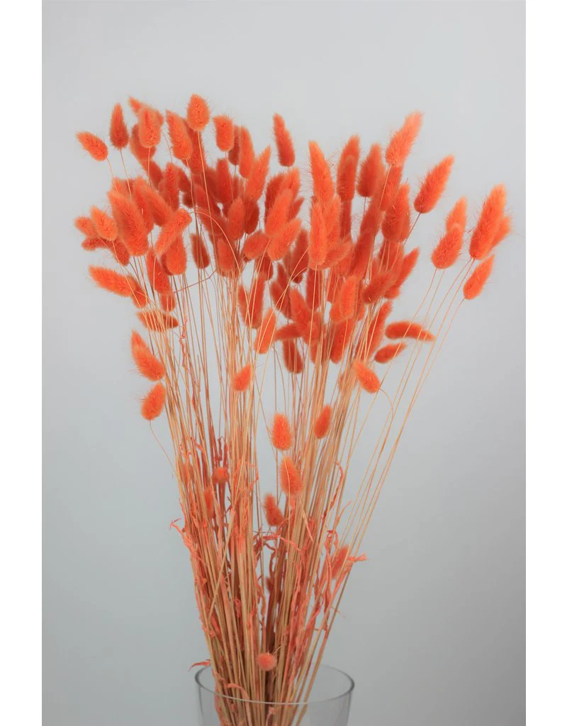 Dried Flowers Collection