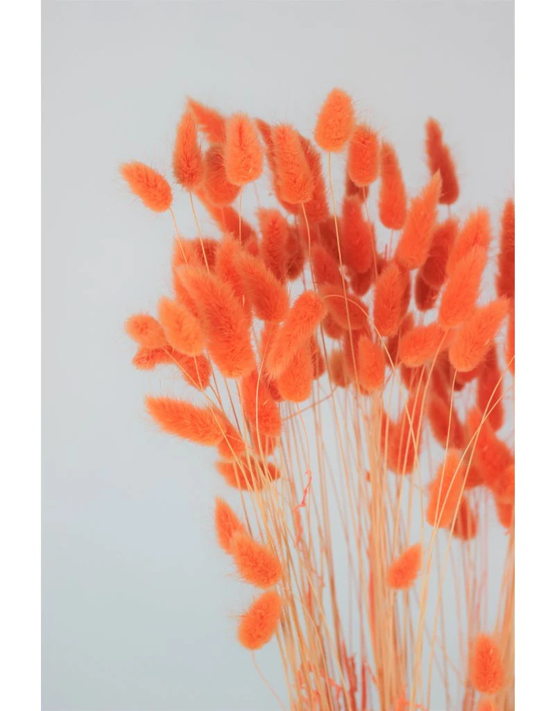 Dried Bunny Tail Lagurus Grass - Orange Flowers Bunch, 100 Grams, 70 cm - Image 3