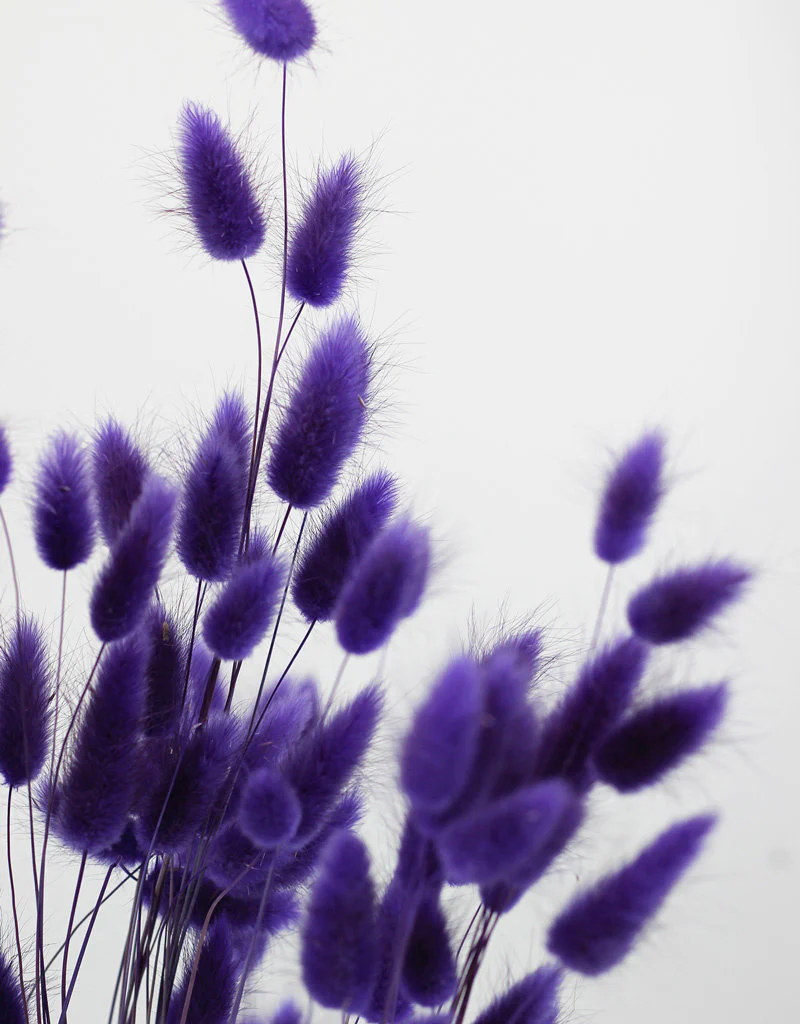 Dried Bunny Tail Lagurus Grass - Violet Flowers Bunch Poly, 70 cm - Image 2