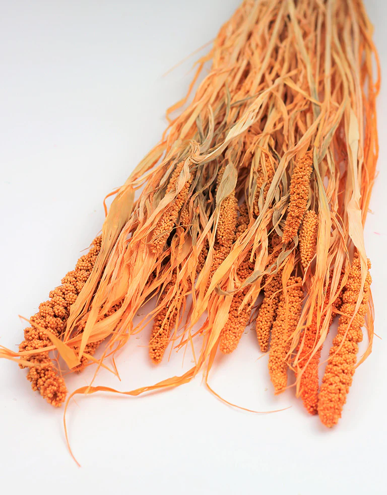 Dried Canary Millet - Salmon / Orange Bunch, 70 cm - Image 4