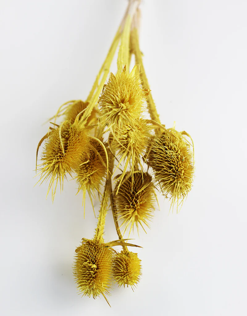 Dried Cardi Flowers- Yellow Bunch, 45 cm - Image 2