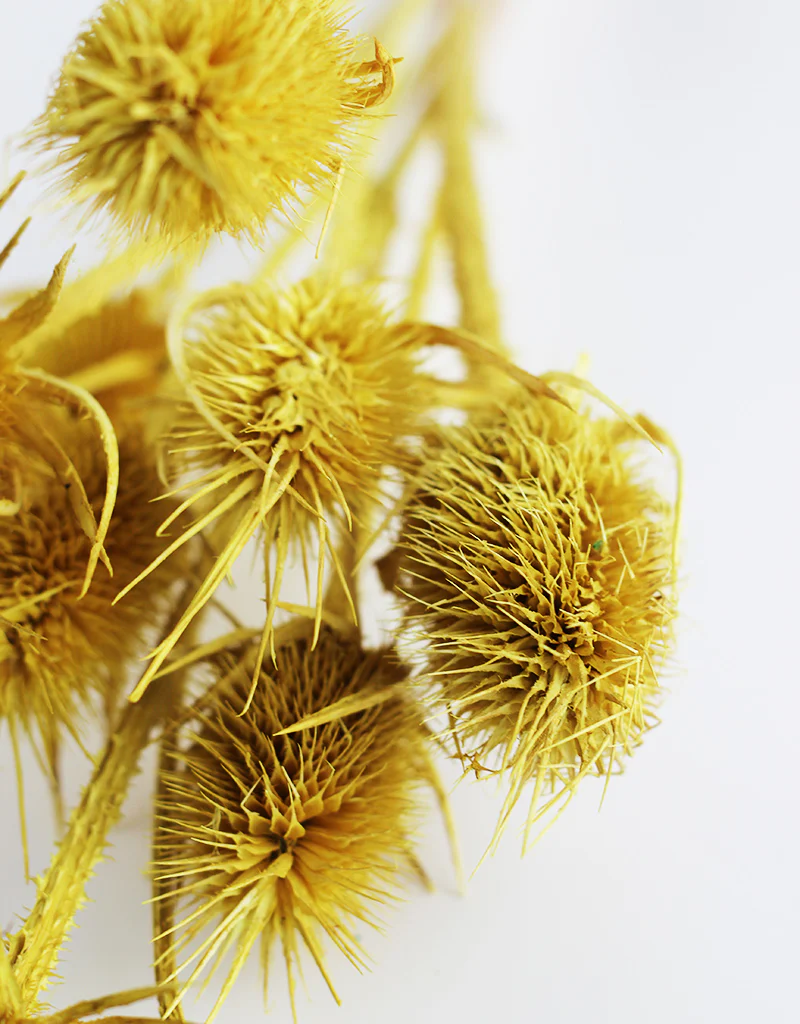 Dried Cardi Flowers- Yellow Bunch, 45 cm - Image 3
