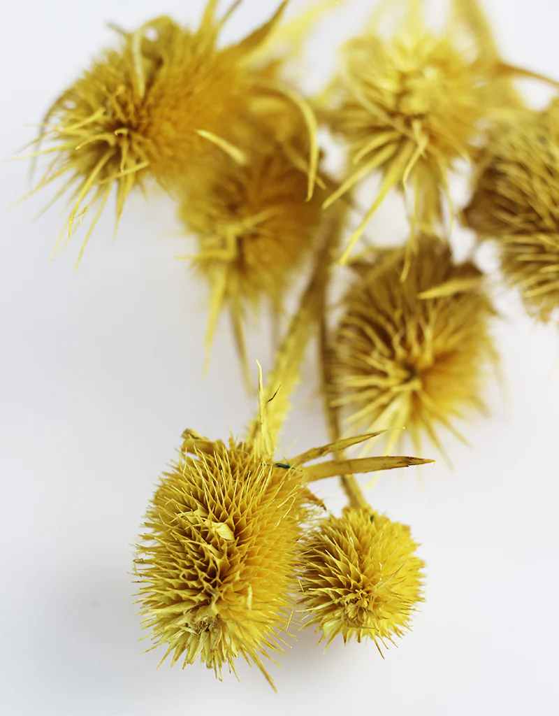 Dried Cardi Flowers- Yellow Bunch, 45 cm - Image 4