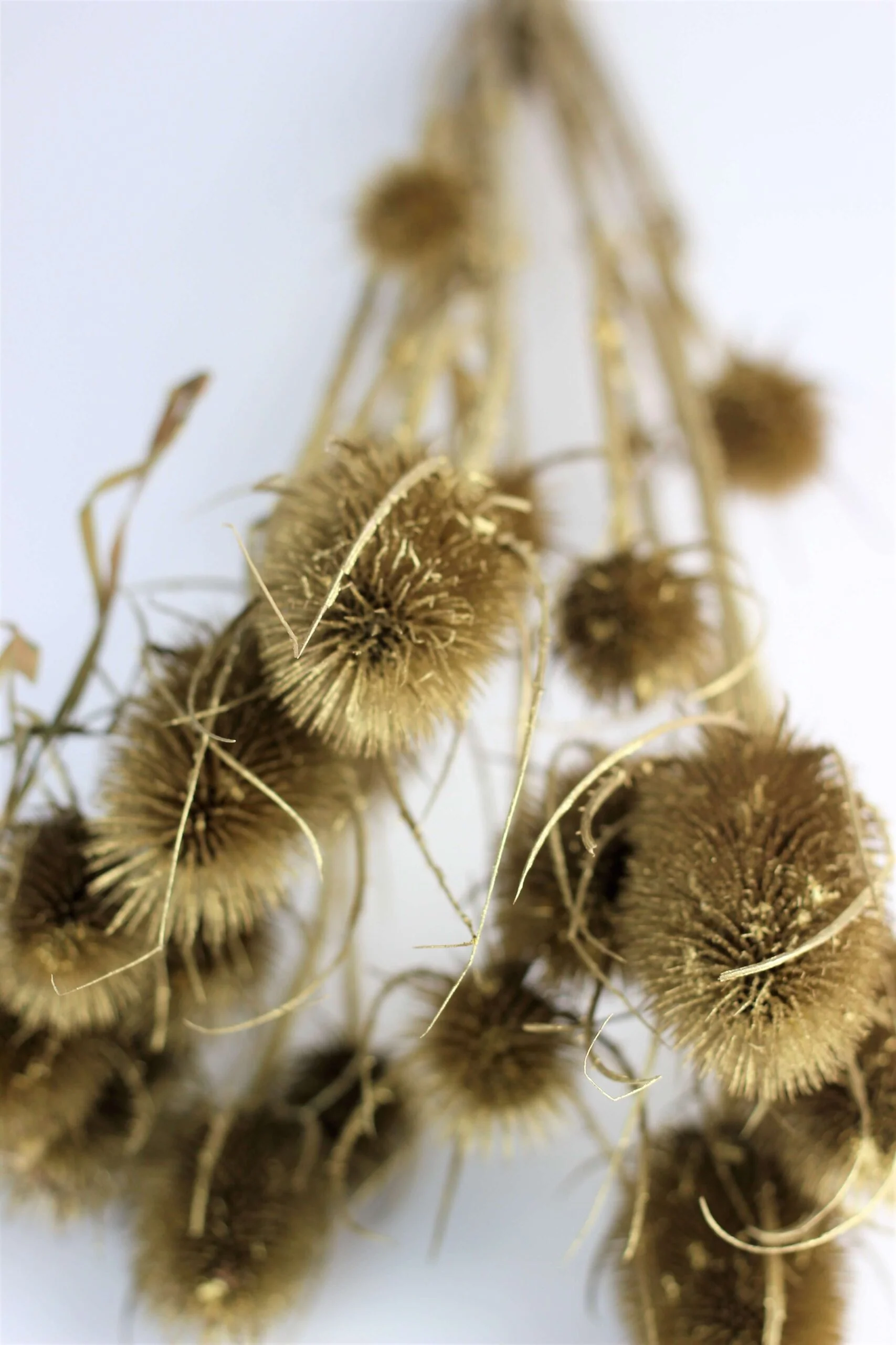 Dried Thistle - Gold Bunch, 60 cm - Image 2