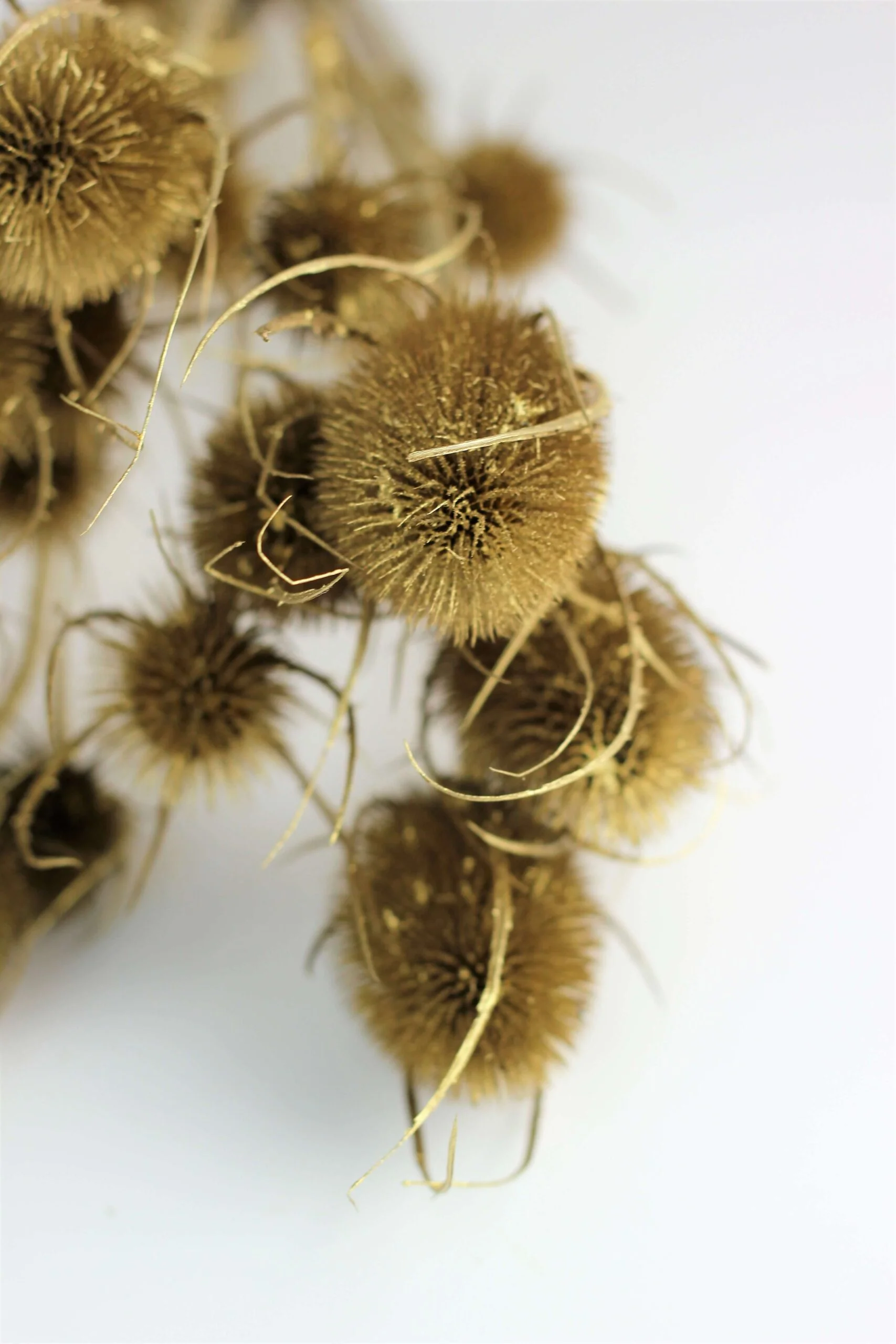 Dried Thistle - Gold Bunch, 60 cm - Image 3
