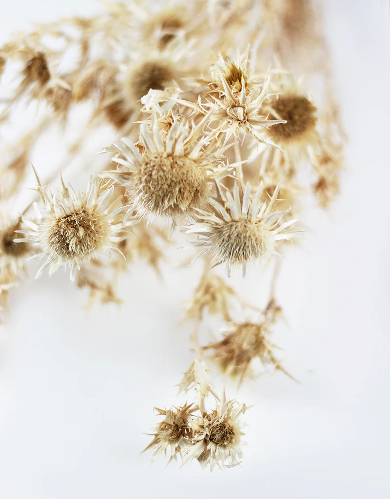 Dried Cardi Palustri Bleached Flowers Bunch- 55cm - Image 2