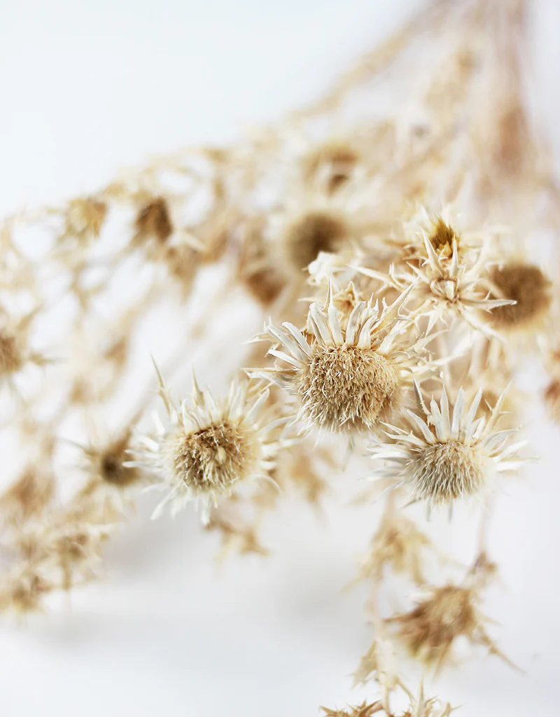 Dried Cardi Palustri Bleached Flowers Bunch- 55cm - Image 3