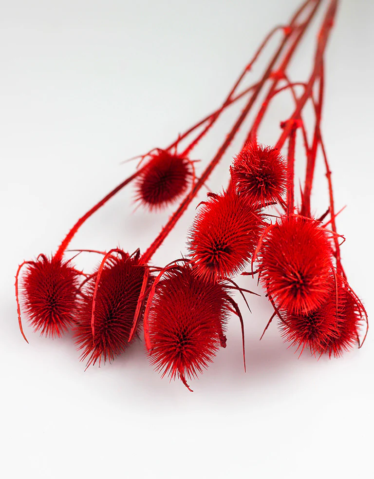 Dried Cardistella Red Bunch - 65 cm - Image 2