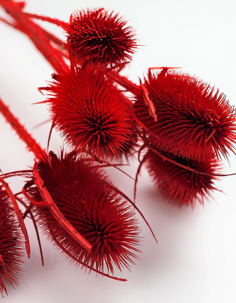 Dried Cardistella Red Bunch - 65 cm - Image 3