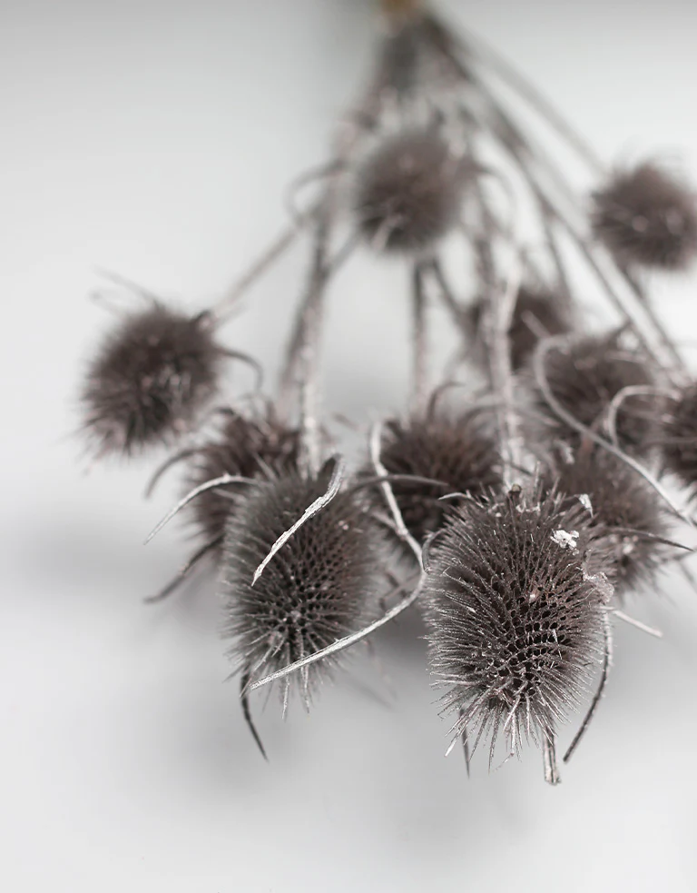 Dried Cardistella - Champagne Bunch, 70 cm - Image 2
