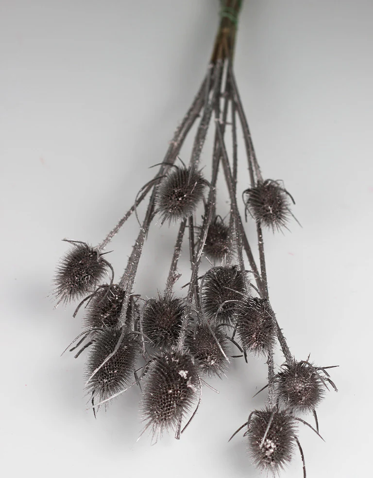 Dried Cardistella - Champagne Bunch, 70 cm - Image 3