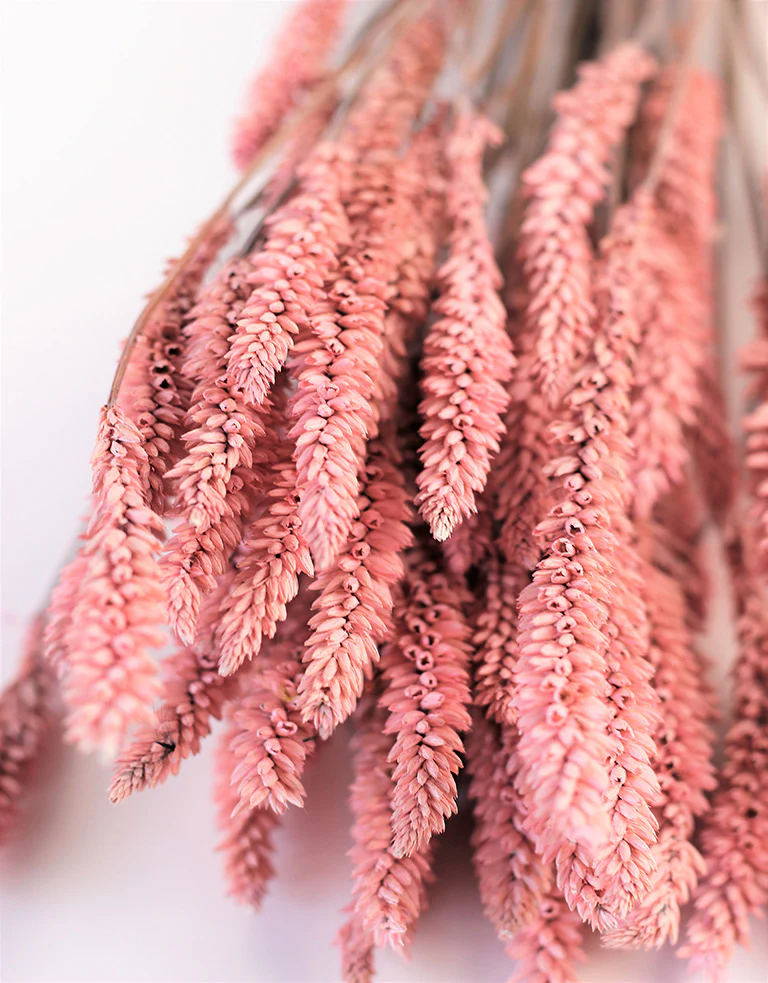 Dried Celosia -  Baby Pink Bunch, 70 cm - Image 2
