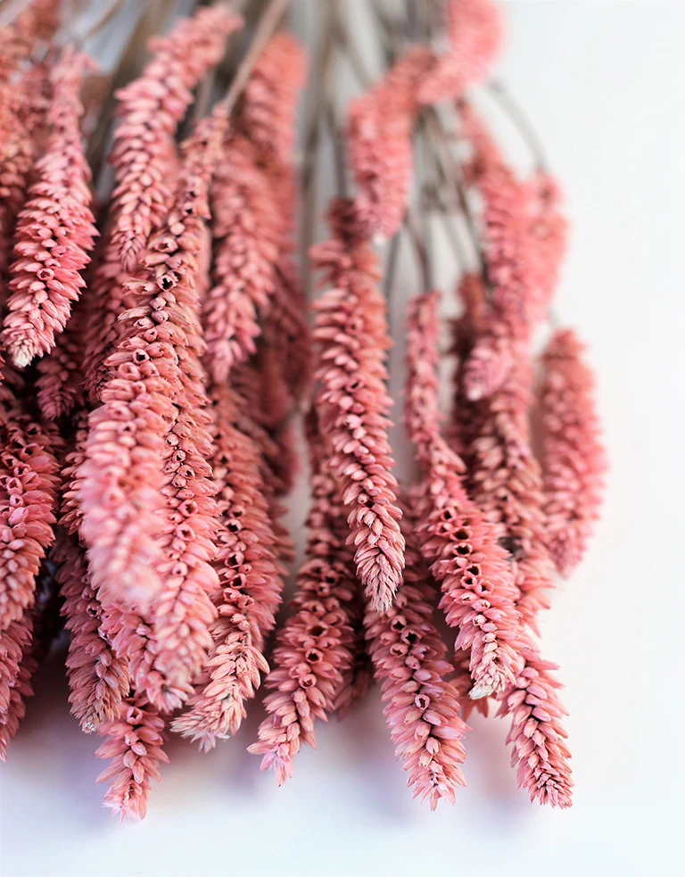 Dried Celosia -  Baby Pink Bunch, 70 cm - Image 3
