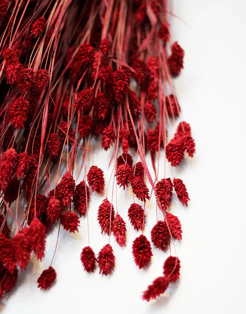 Dried Phalaris Grass - Red Canary Grass Stems, 70cm - Image 3