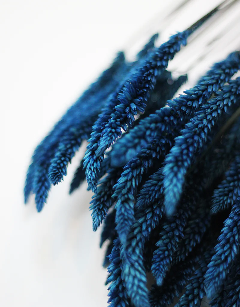 Dried Celosia bunch - Dark Blue Dry Flowers Bunch, 65cm - Image 2