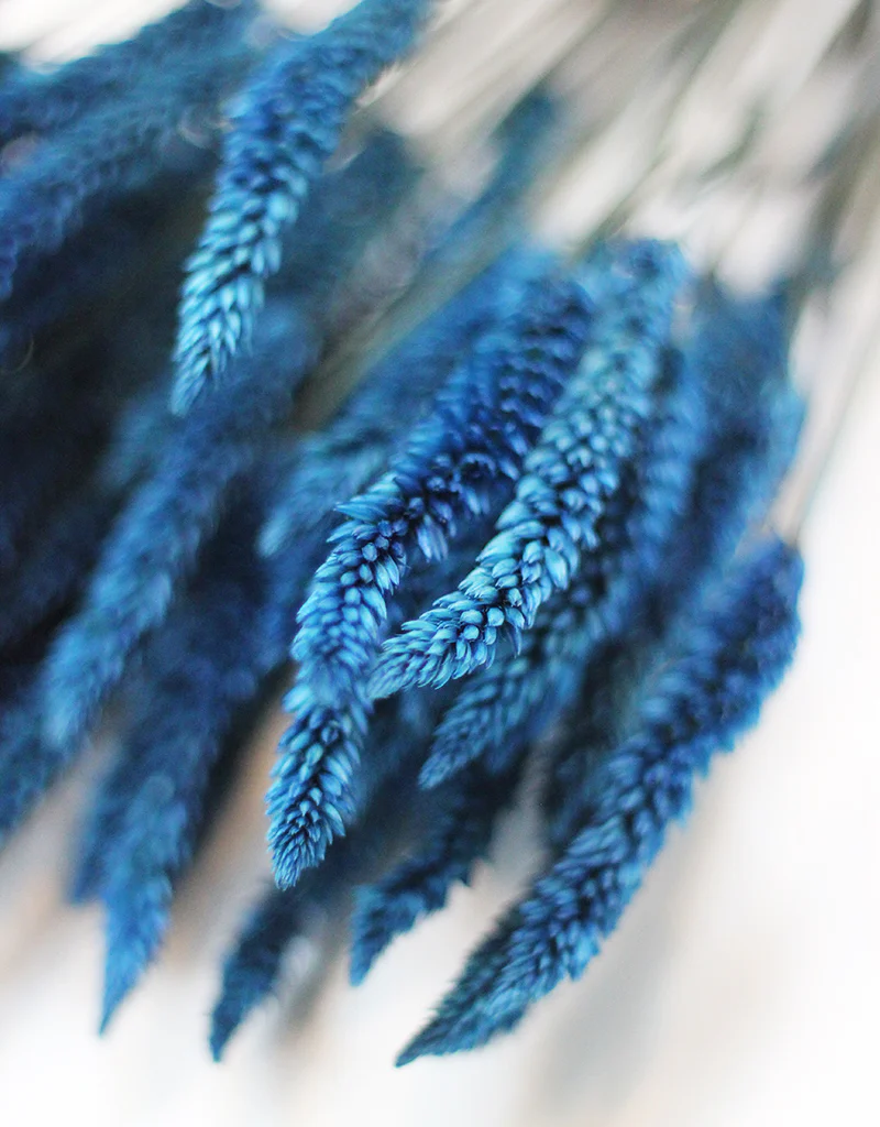 Dried Celosia bunch - Dark Blue Dry Flowers Bunch, 65cm - Image 3