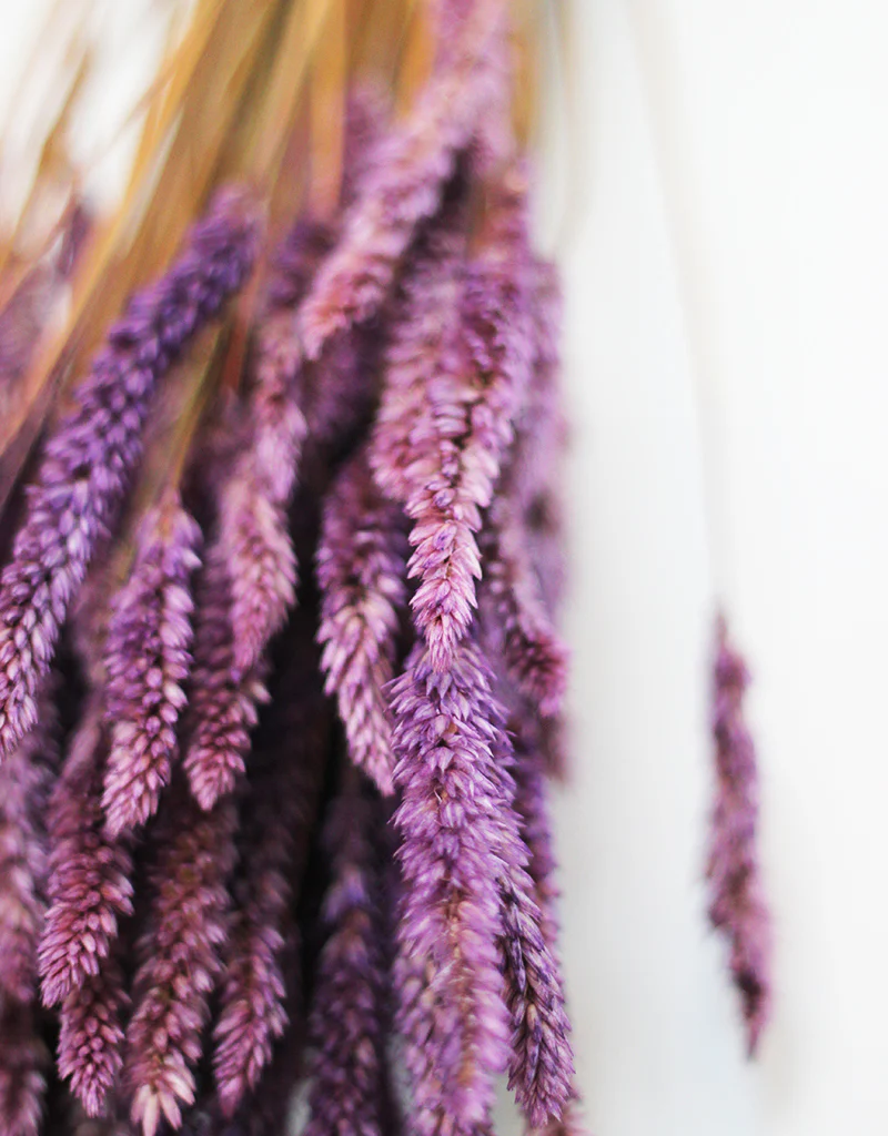 Dried Celosia bunch - Lilac Flowers, 65cm - Image 2