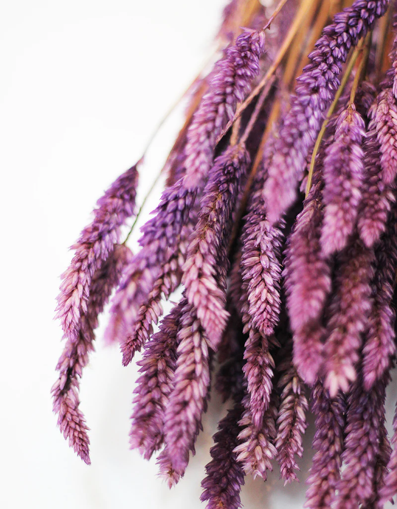 Dried Celosia bunch - Lilac Flowers, 65cm - Image 3