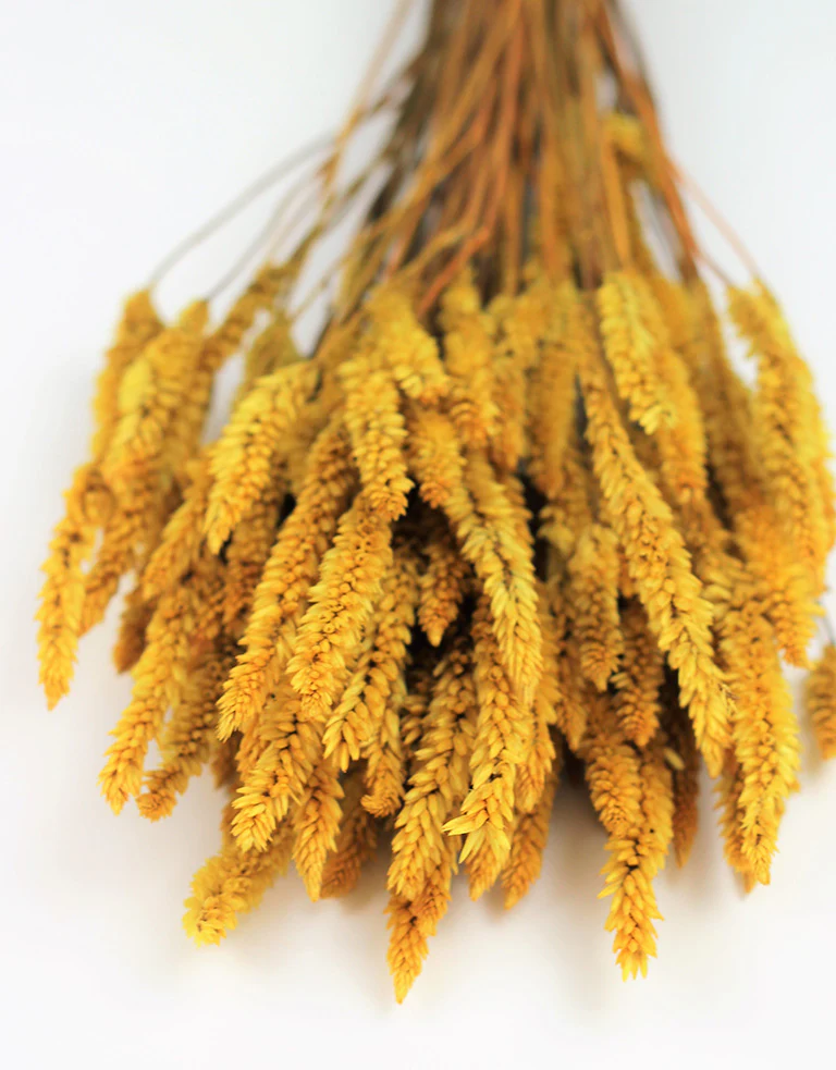 Dried Celosia - Ocher Yellow Bunch, 65 cm - Image 2