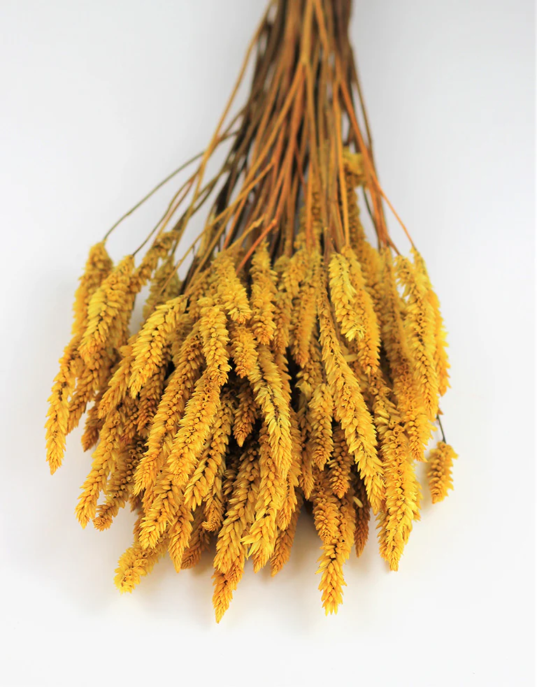 Dried Celosia - Ocher Yellow Bunch, 65 cm - Image 3