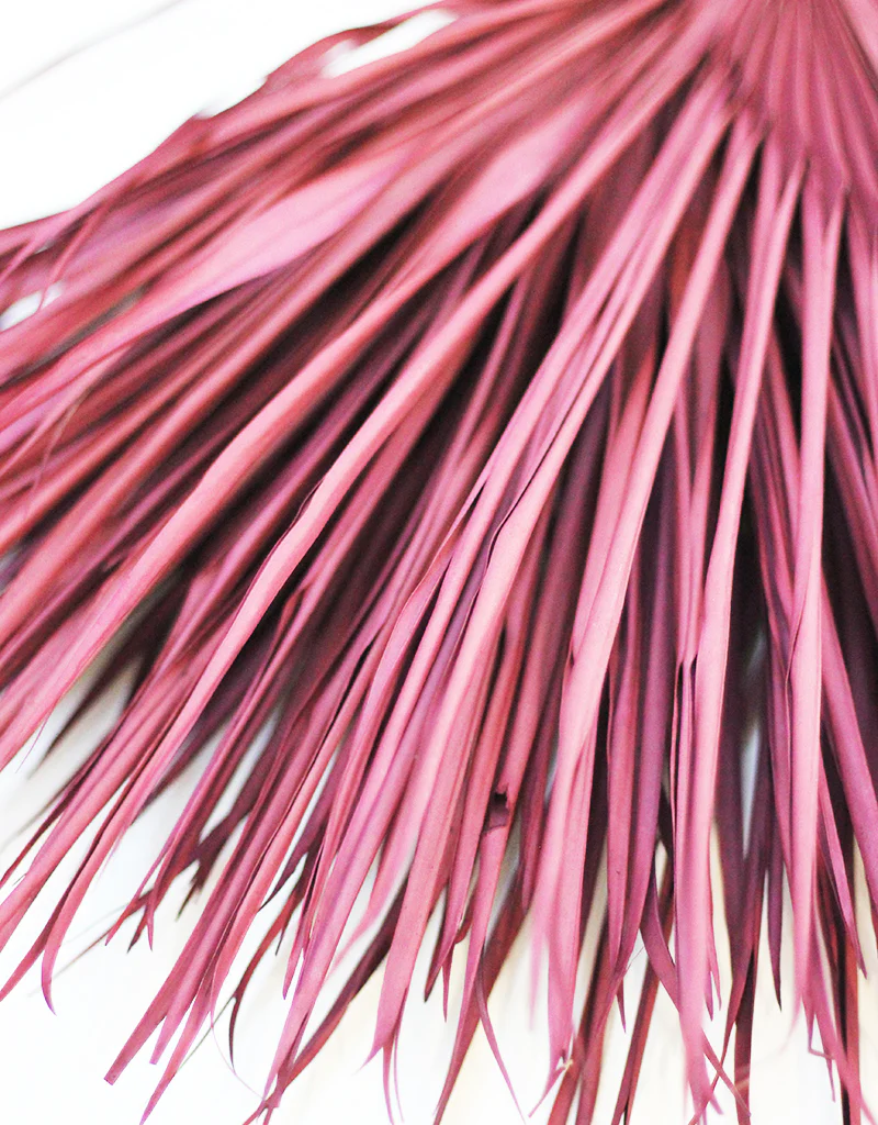 Dried Chamaerops Palm - Burgundy Stems, 8 stems 60 cm - Image 2