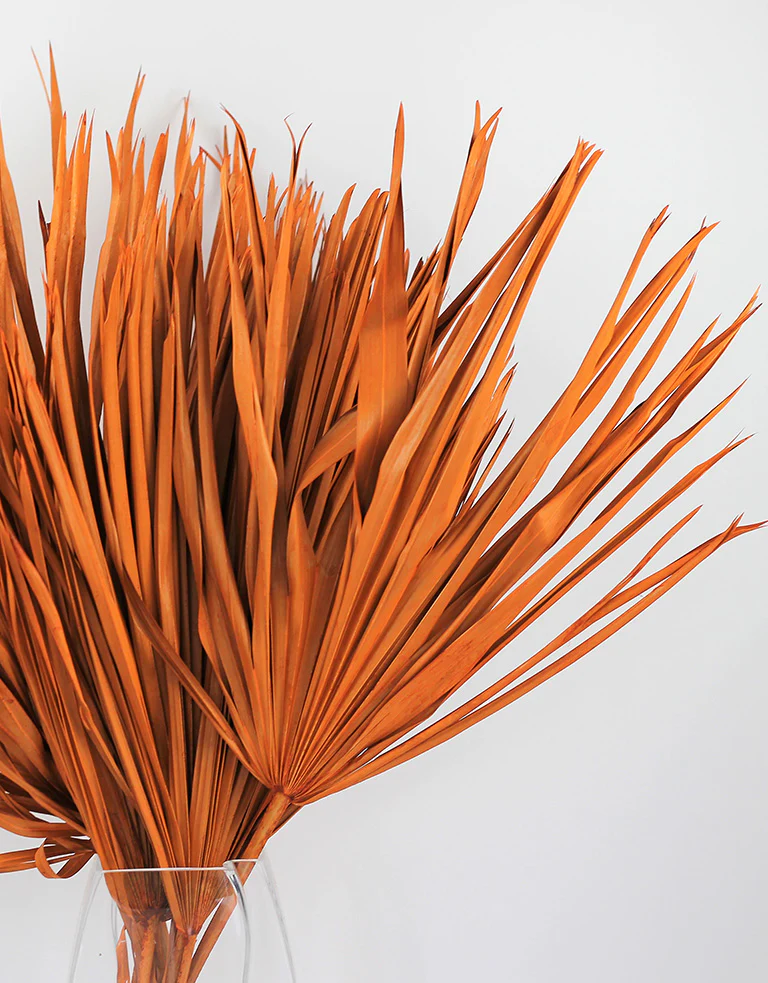Dried Chamaerops Palm - Orange, 8 Stems, 65 cm - Image 2