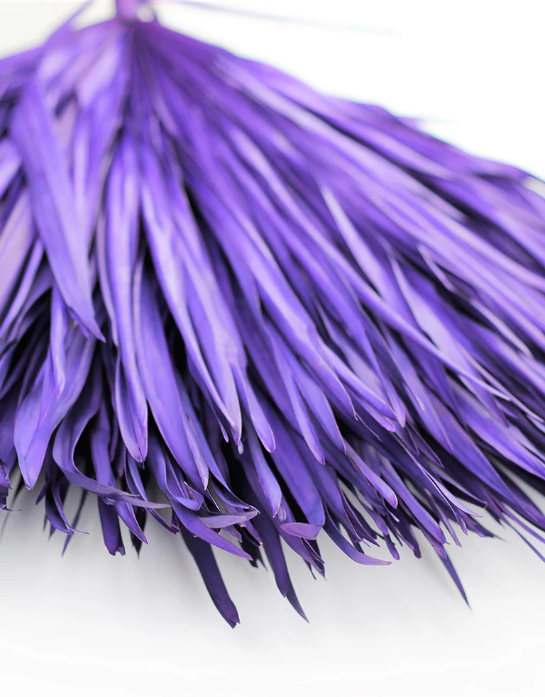 Dried Chamaerops Palm - Purple Bunch, 8 Stems, 70 cm - Image 3
