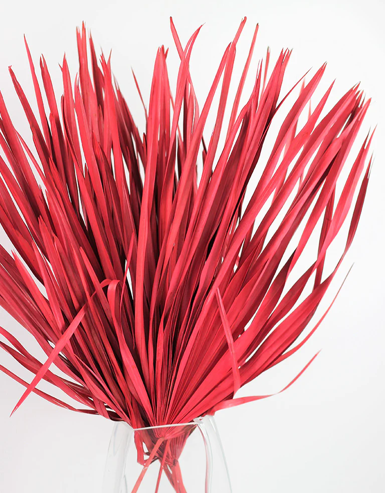 Dried Chamaerops Palm - Red Bunch, 8 Stems, 60 cm - Image 2