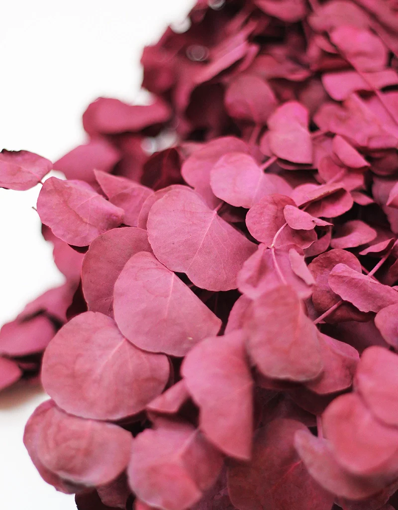 Dried Eucalyptus Cinerea bunch - Bordeaux, 70cm - Image 2