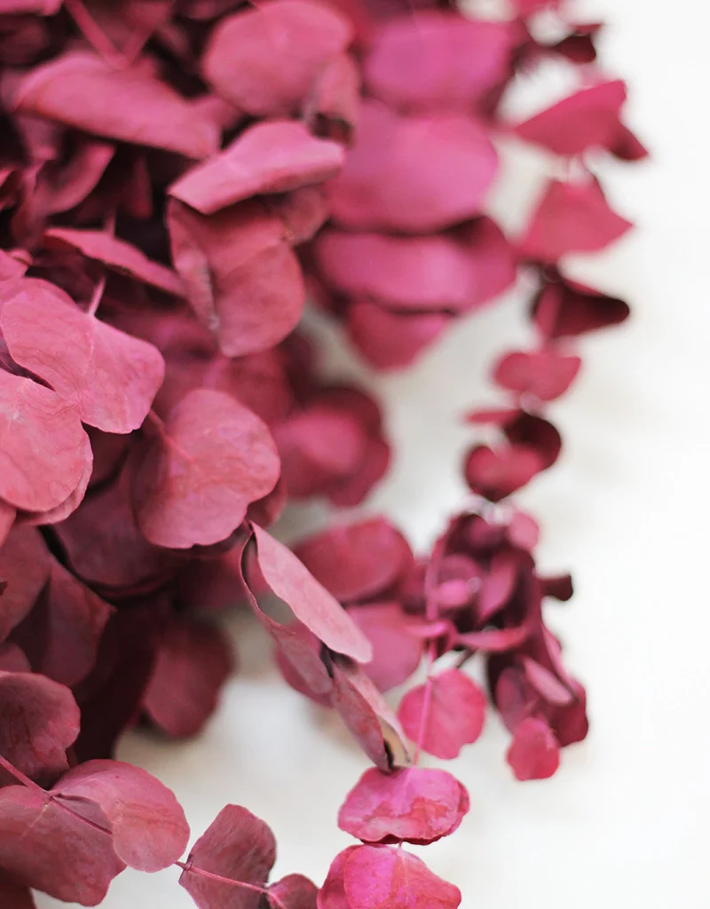 Dried Eucalyptus Cinerea bunch - Bordeaux, 70cm - Image 3