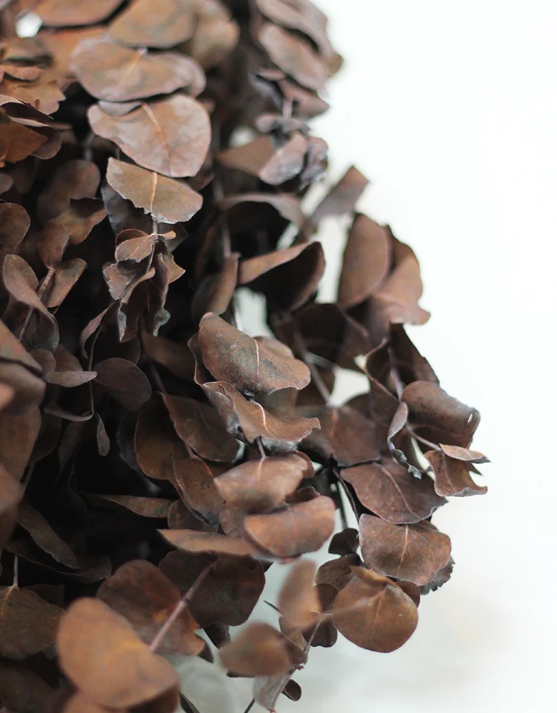 Dried Eucalyptus Cinerea bunch - Brown, 70cm - Image 3