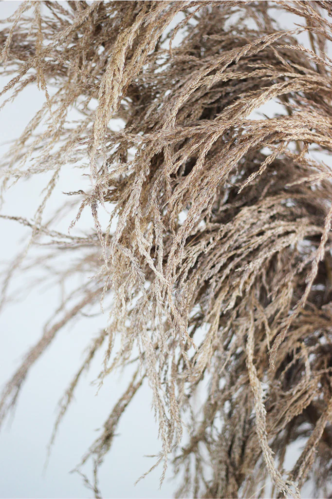 Dried Cortederia Pampas- Natural Bunch, 5 Stems, 100 cm - Image 4