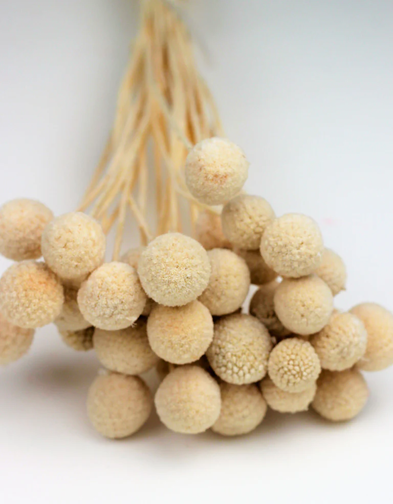 Dried Craspedia - Bleached Bunch, 15 Stems, 45 cm - Image 2