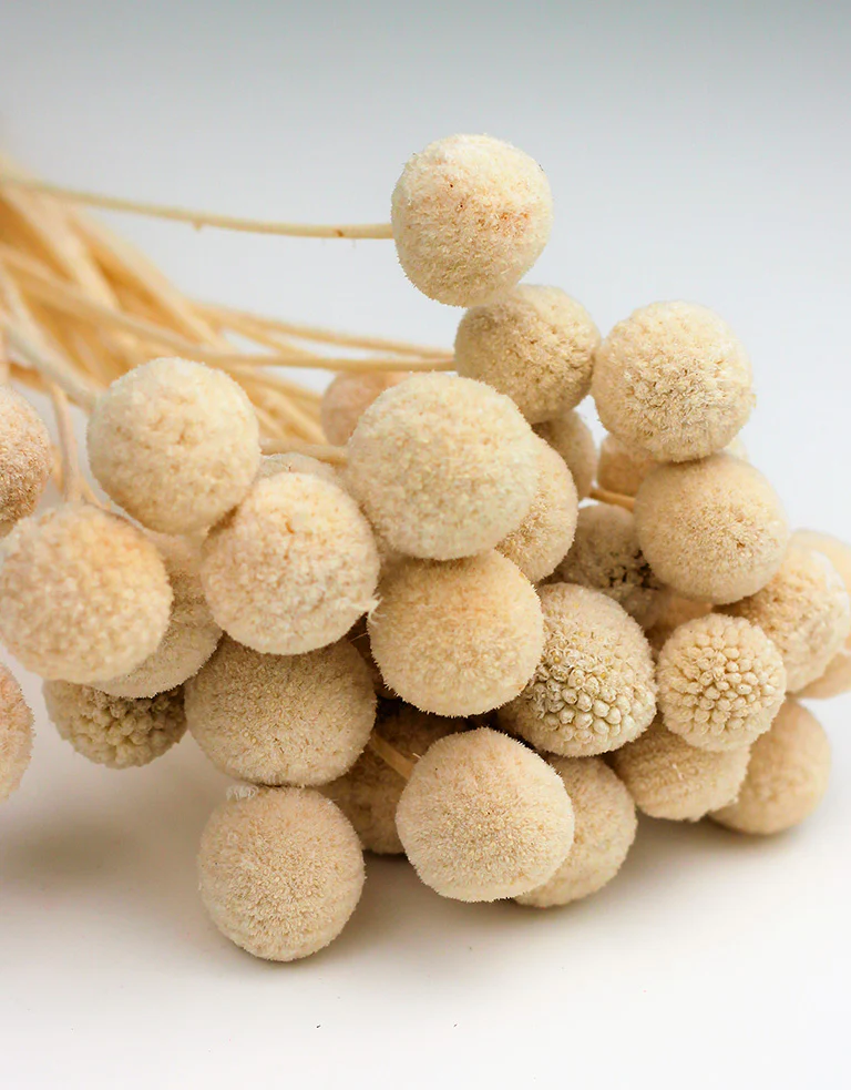Dried Craspedia - Bleached Bunch, 15 Stems, 45 cm - Image 3